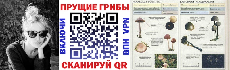 дарнет шоп  Динская  Псилоцибиновые грибы GOLDEN TEACHER 